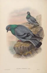 Columba intermedia